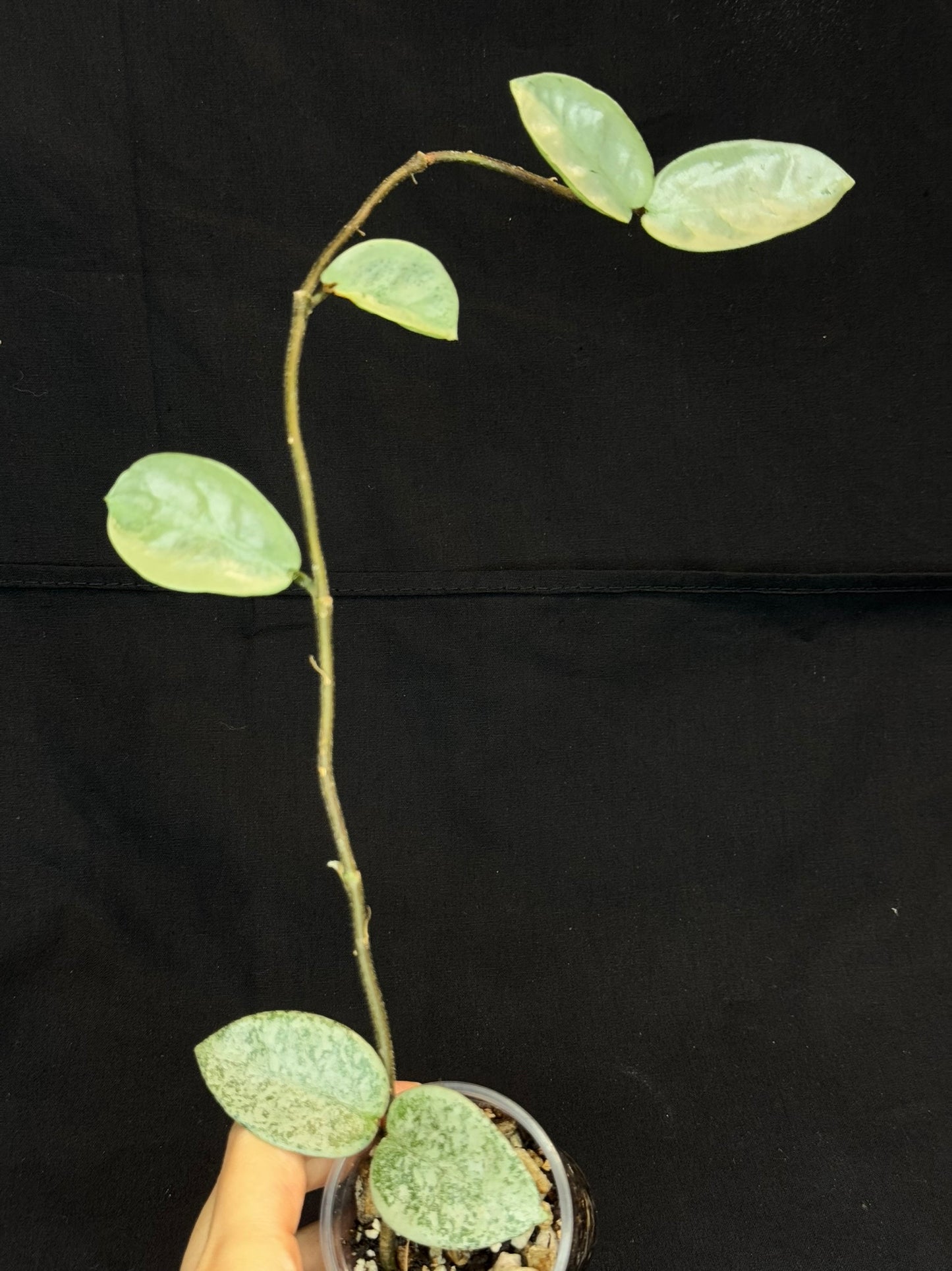 Hoya carnosa 'GREY GHOST', nice grey leaves