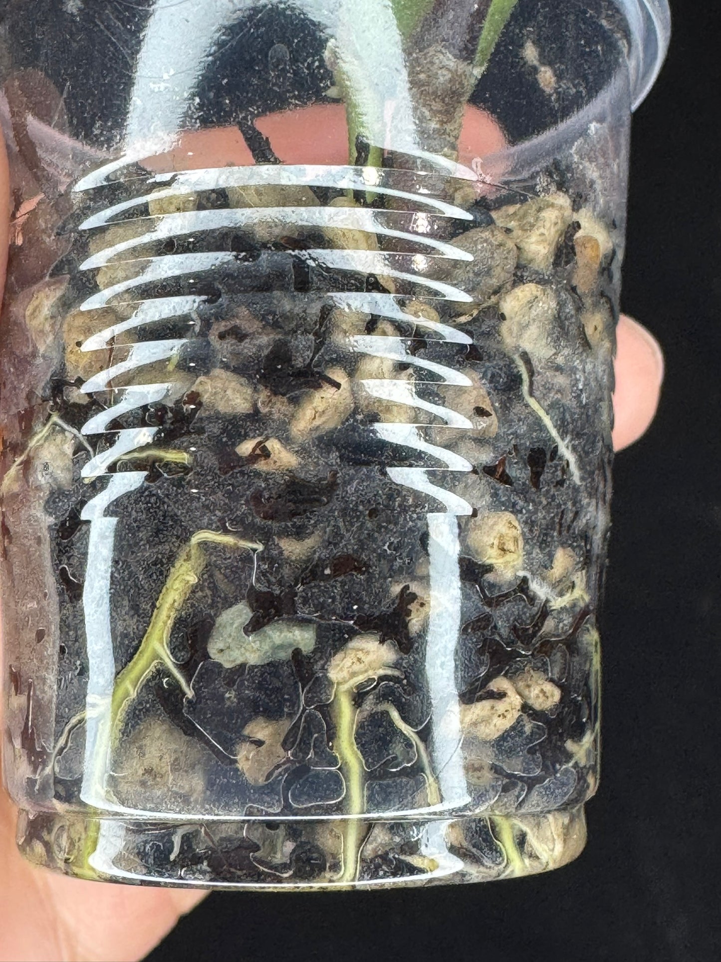 UNICORN🦄! Hoya Ladia Galaska, nice variegation color, new growth, super rare (Upgrade Shipping is recommended)