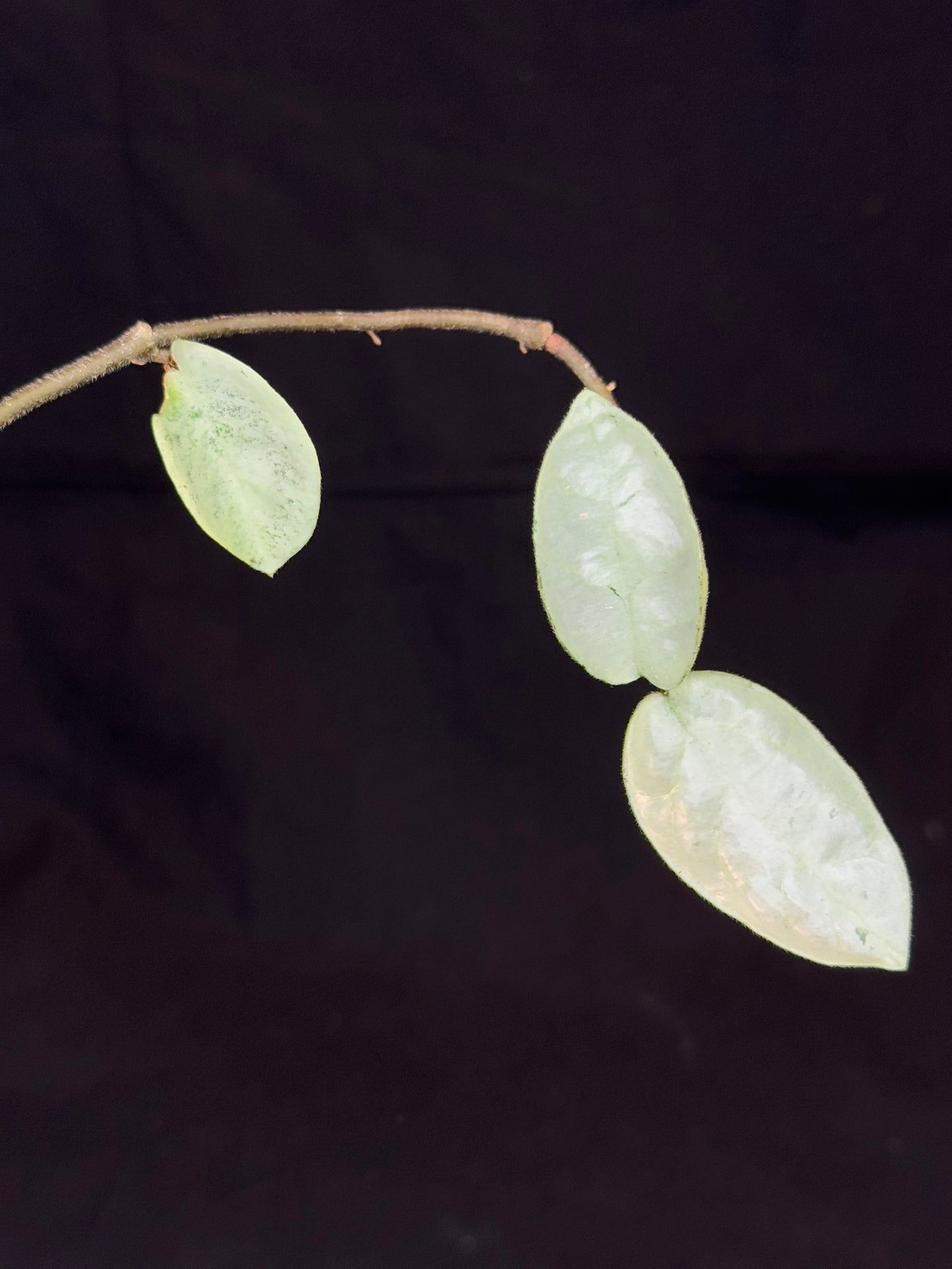 Hoya carnosa 'GREY GHOST', nice grey leaves
