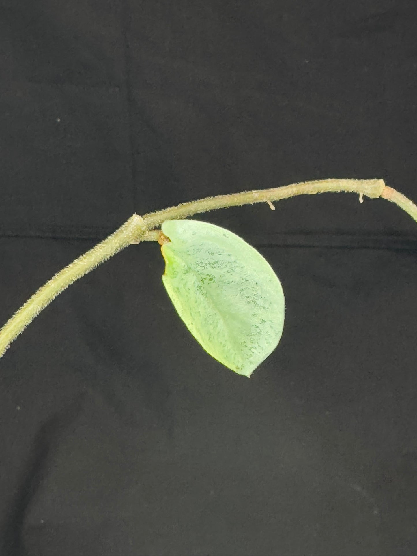 Hoya carnosa 'GREY GHOST', nice grey leaves