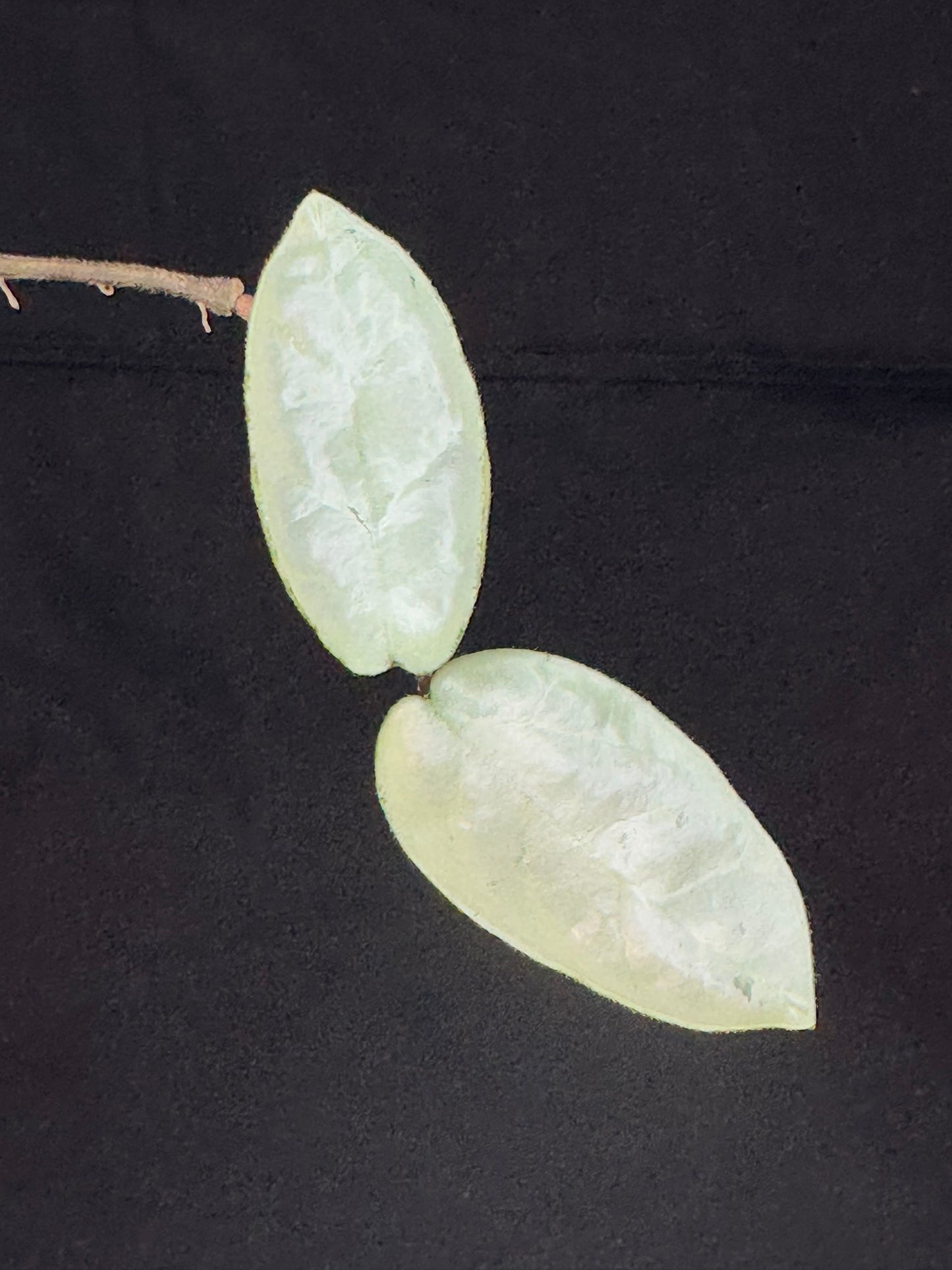 Hoya carnosa 'GREY GHOST', nice grey leaves