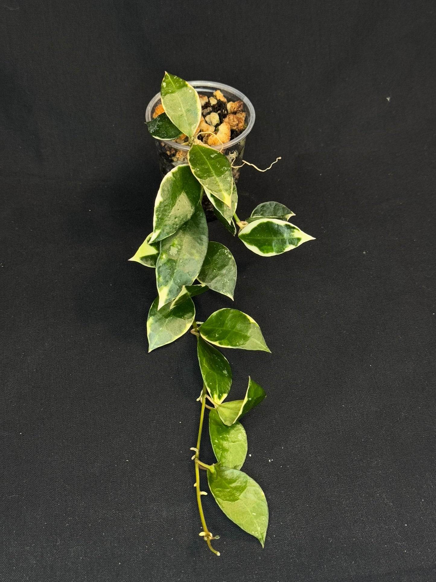 Hoya Lacunosa Asami (clone 2), rare, nice variegation