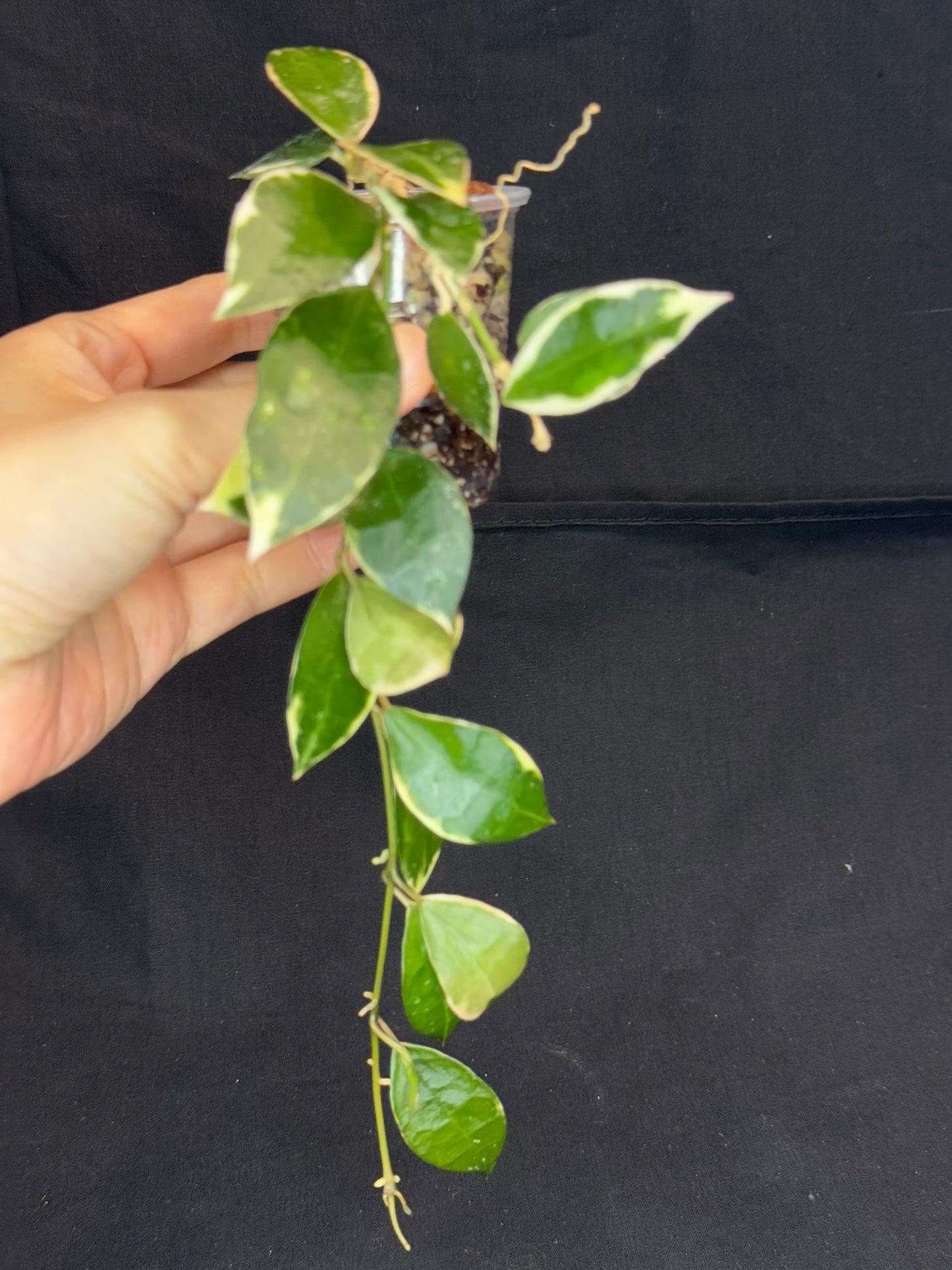 Hoya Lacunosa Asami (clone 2), rare, nice variegation