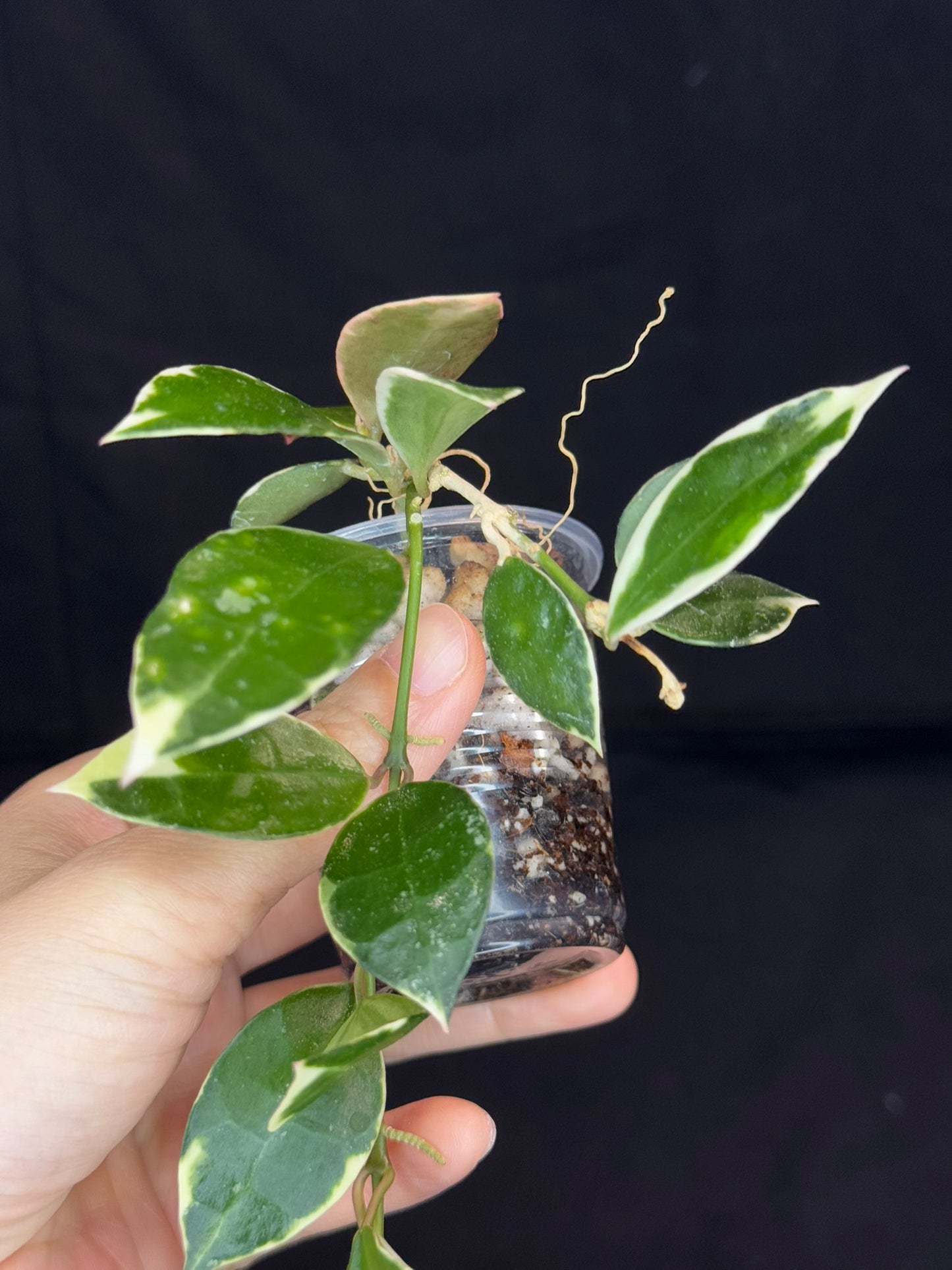 Hoya Lacunosa Asami (clone 2), rare, nice variegation