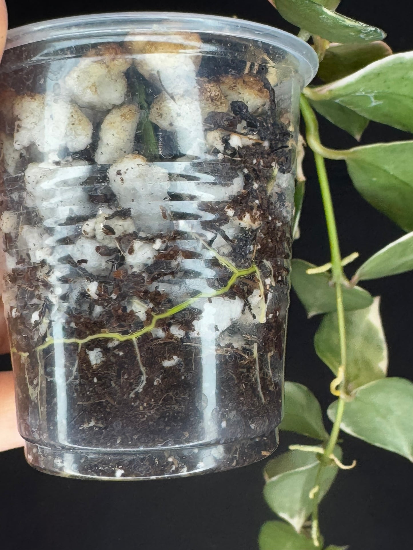 Hoya Lacunosa Asami (clone 2), rare, nice variegation