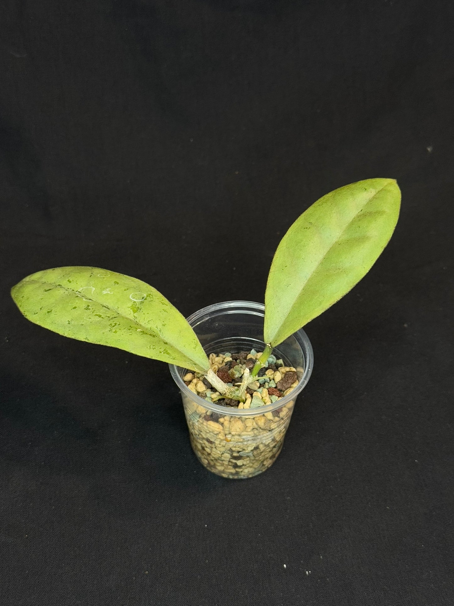 Hoya forbesii silver, perfect silver leaves, rare