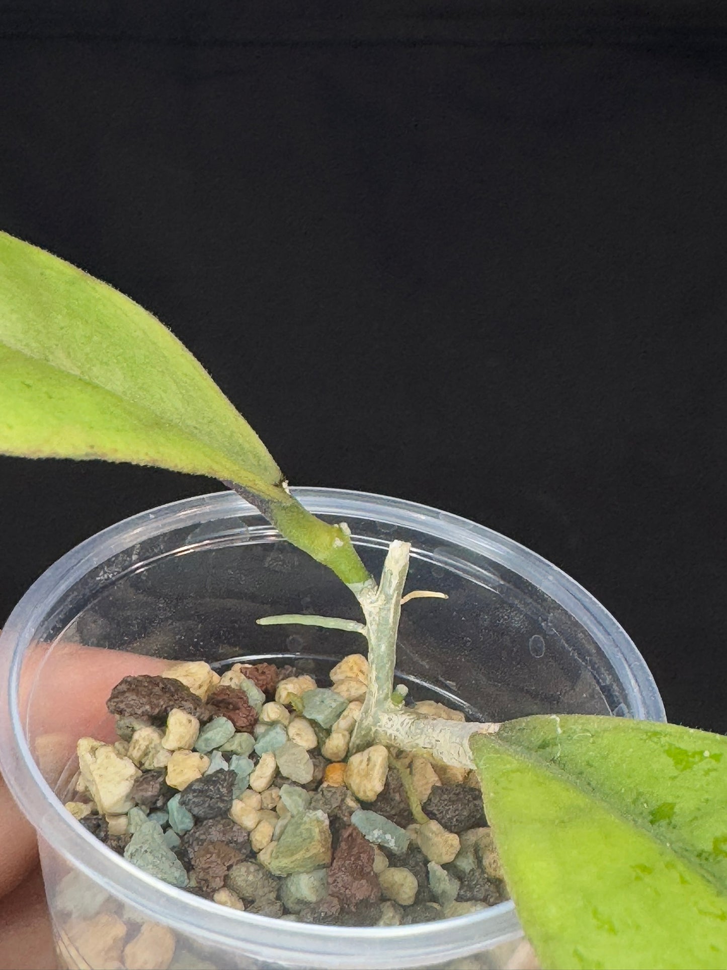 Hoya forbesii silver, perfect silver leaves, rare