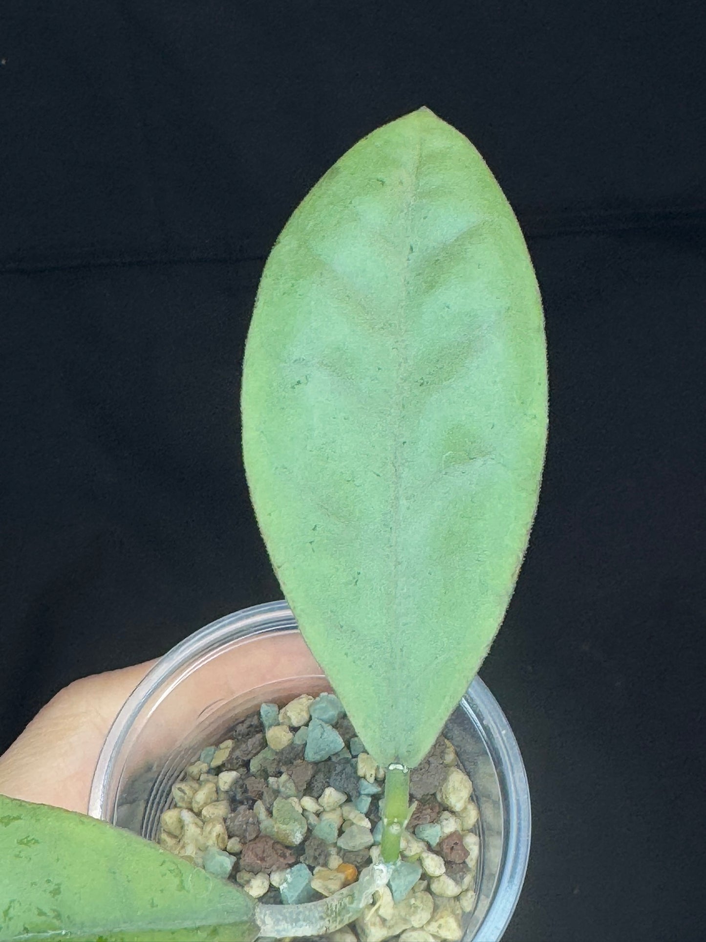 Hoya forbesii silver, perfect silver leaves, rare