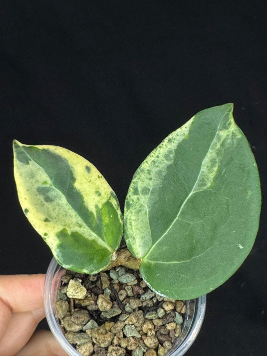 UNICORN🦄! Hoya candy, nice variegation color, super rare (Upgrade Shipping is recommended)