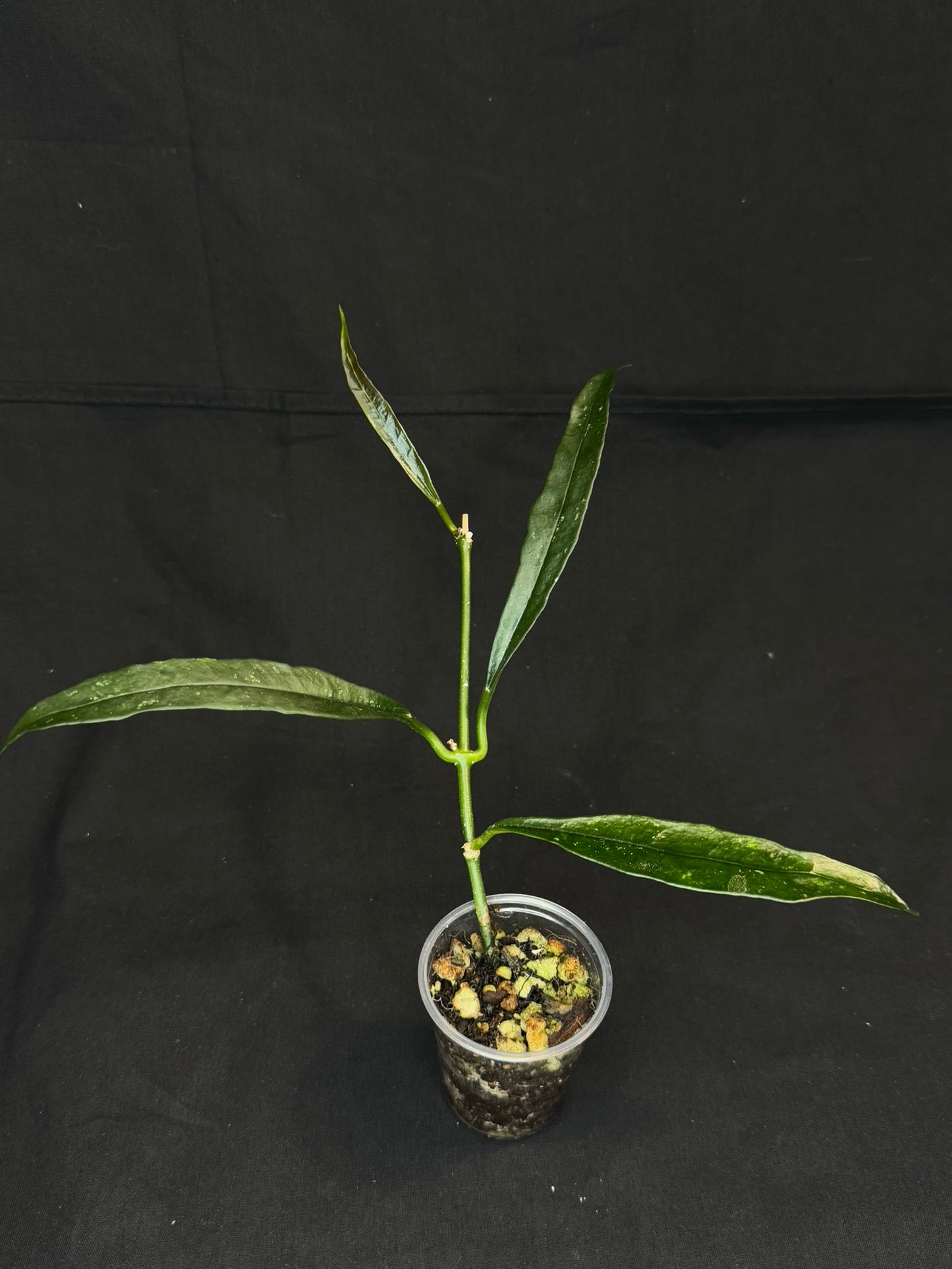 Hoya griffithii, waxy green leaves