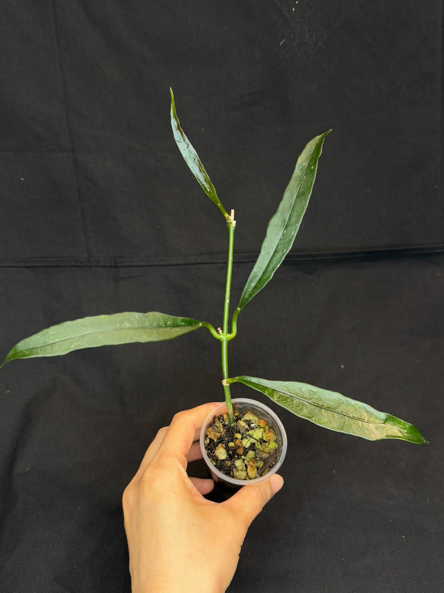 Hoya griffithii, waxy green leaves