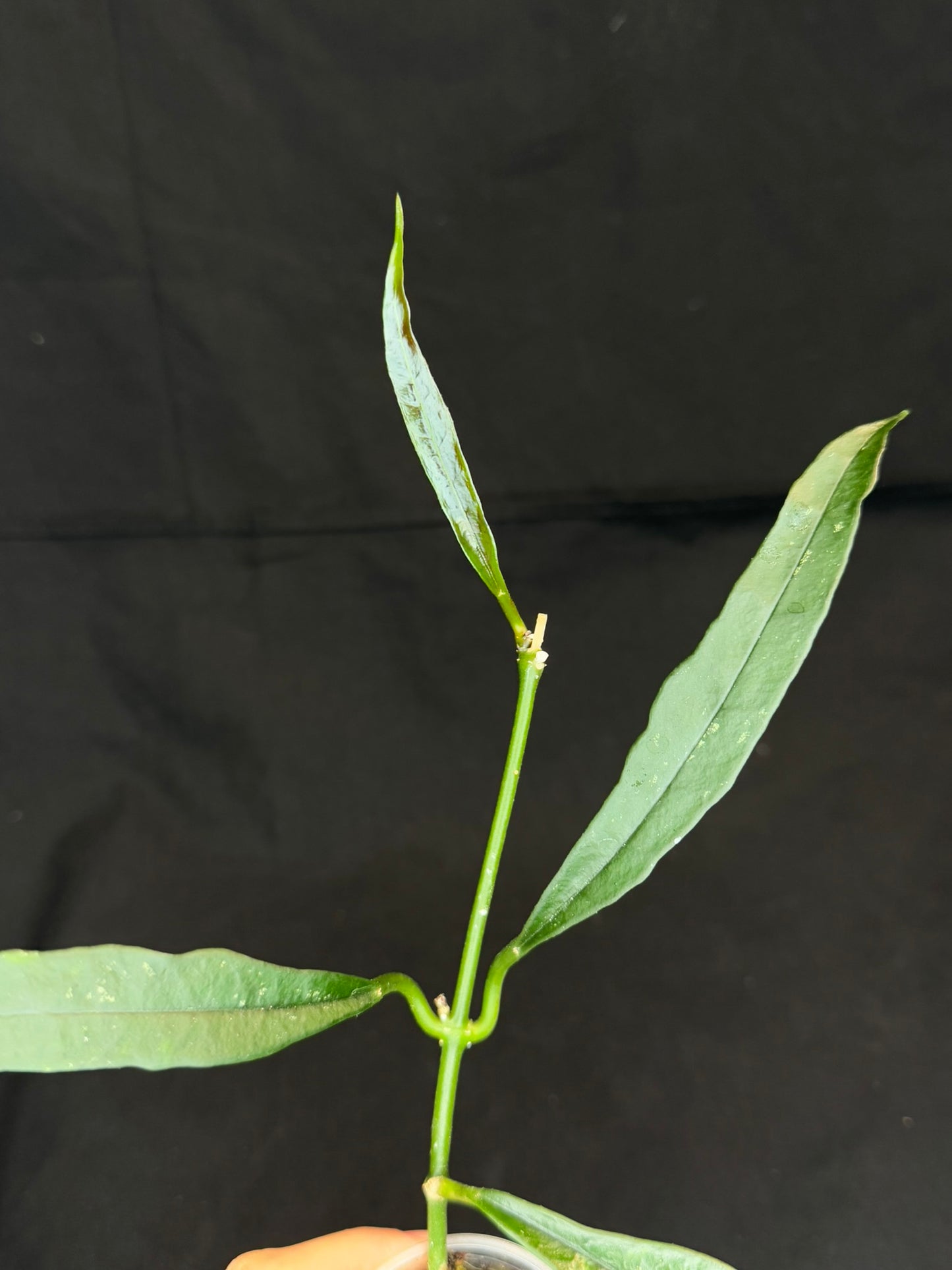 Hoya griffithii, waxy green leaves