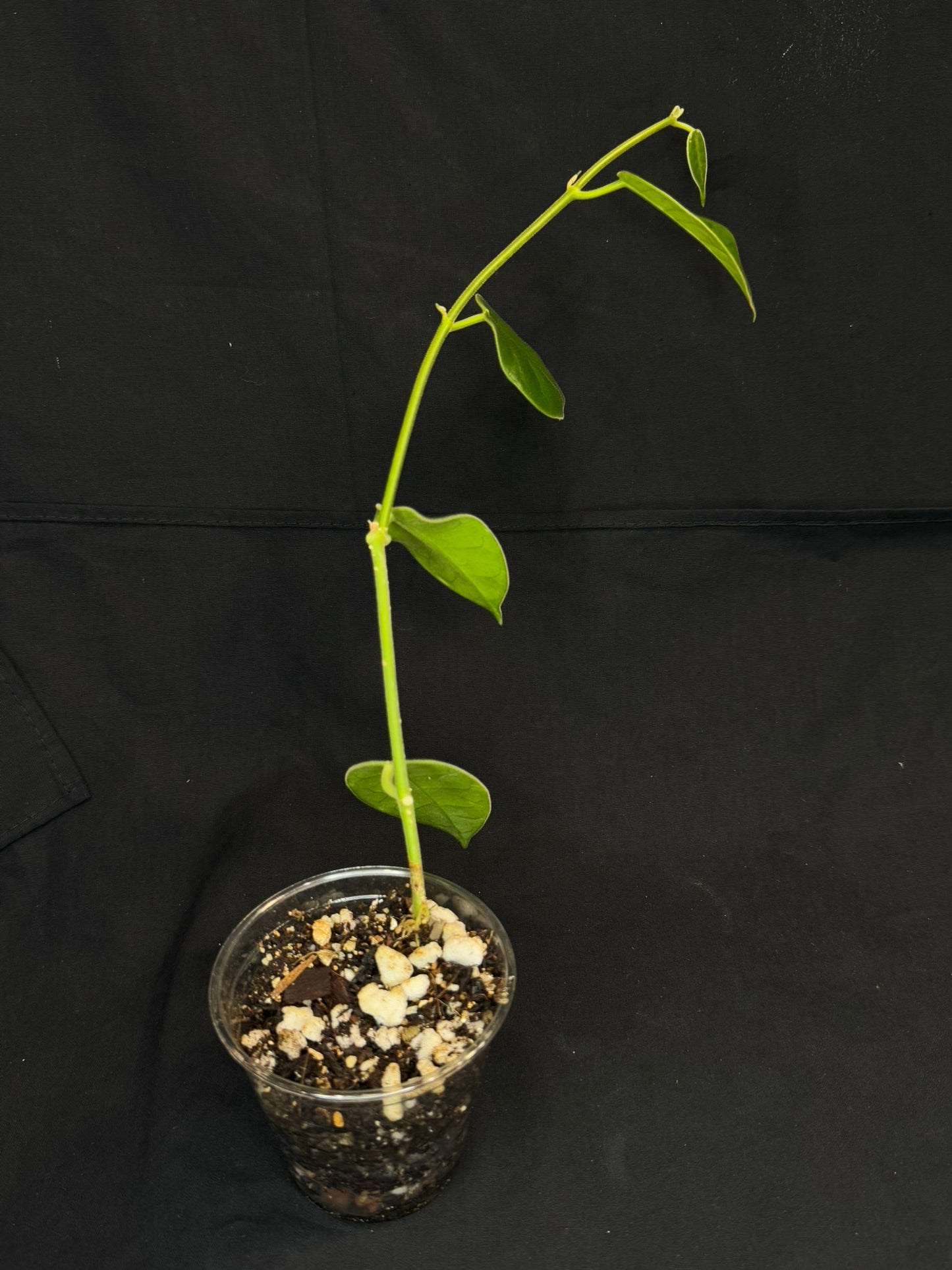 Hoya lauterbachii (Giant Wax Plant),fuzzy new leaves