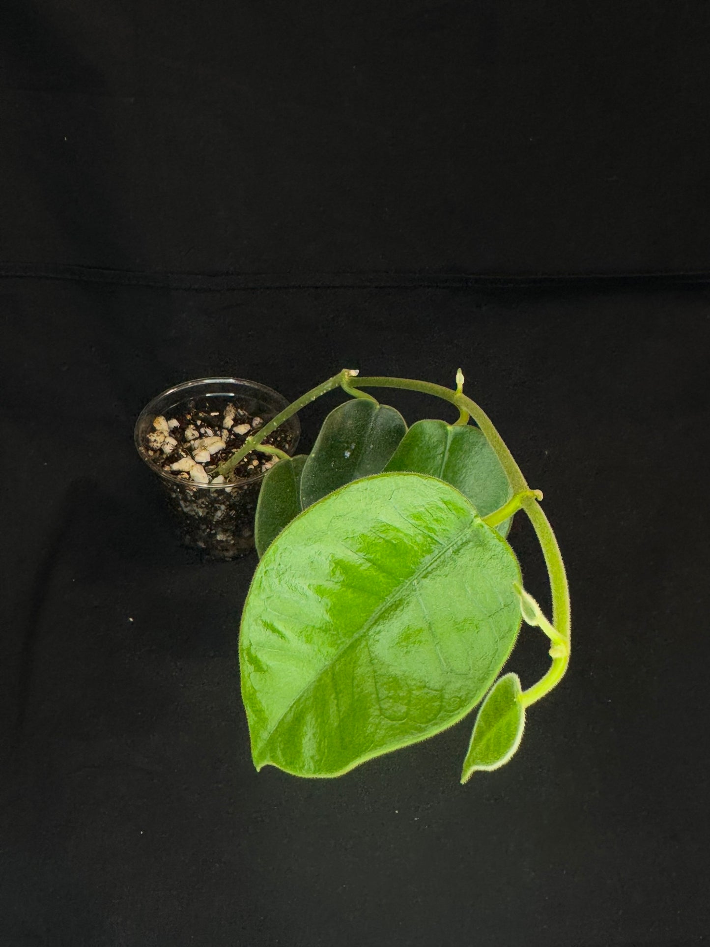Hoya lauterbachii (Giant Wax Plant),fuzzy new leaves