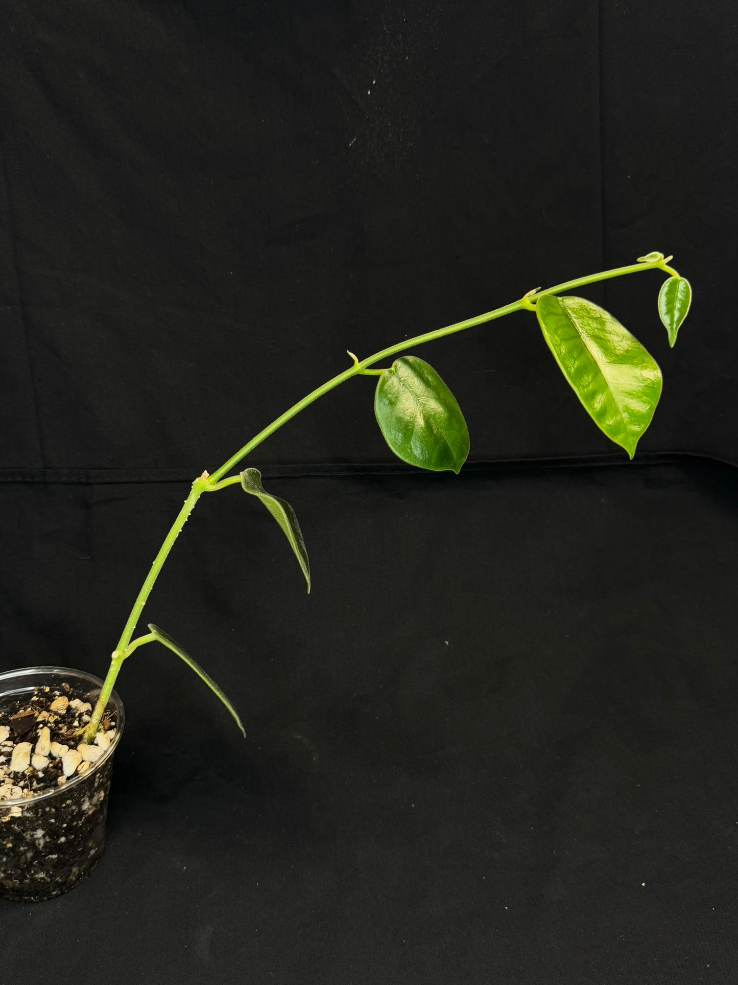 Hoya lauterbachii (Giant Wax Plant),fuzzy new leaves