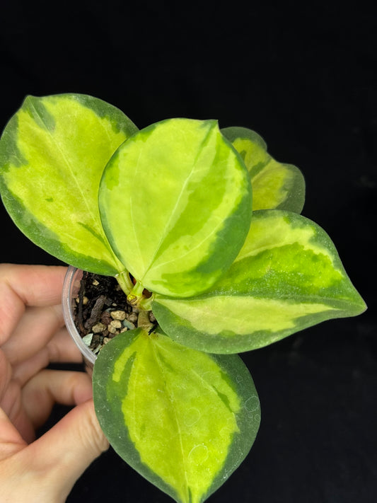 Hoya pachyclada variegata (inner), nice variegation