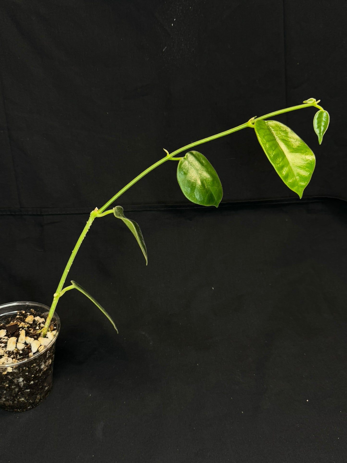 Hoya lauterbachii (Giant Wax Plant),fuzzy new leaves