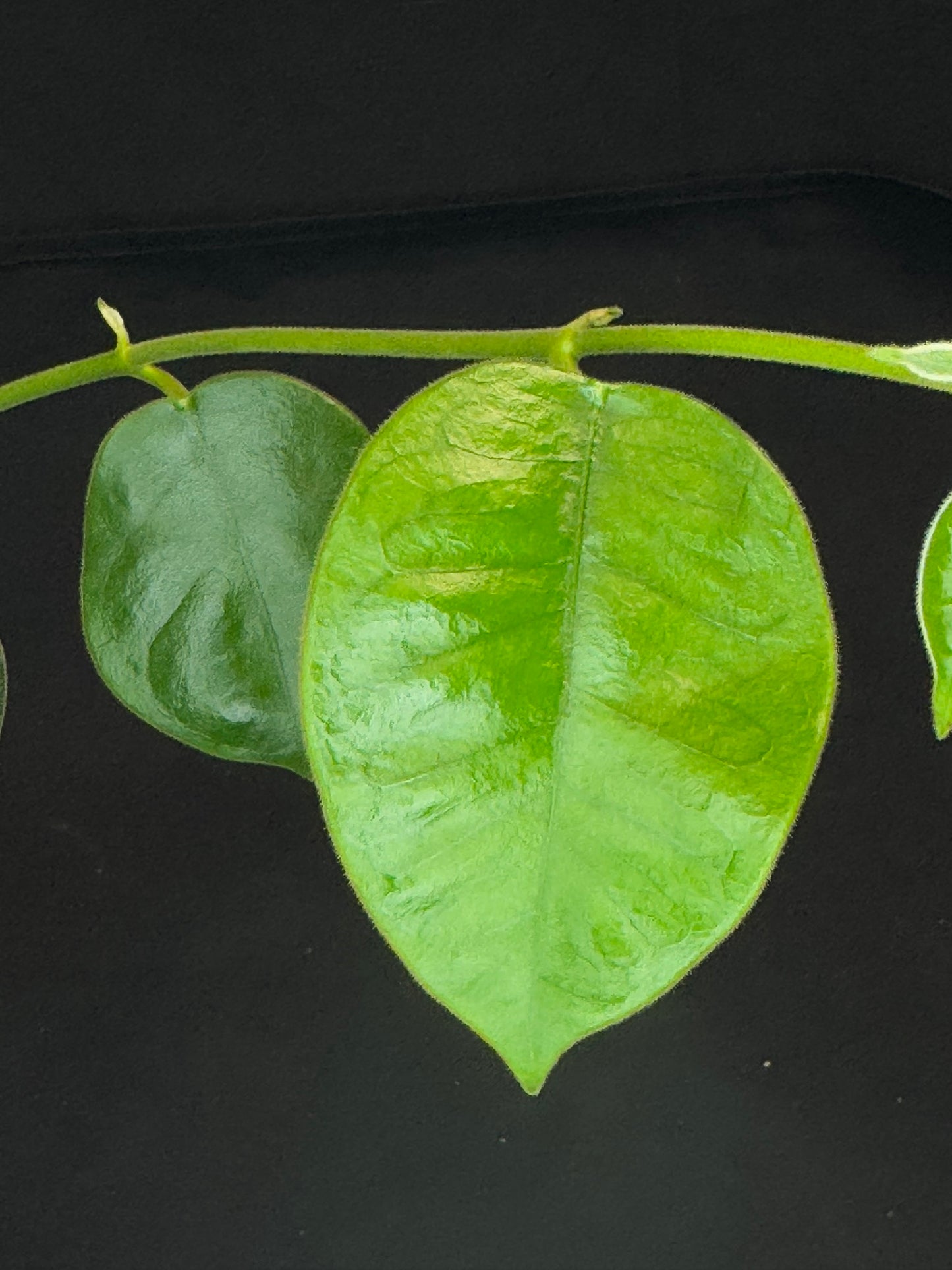 Hoya lauterbachii (Giant Wax Plant),fuzzy new leaves