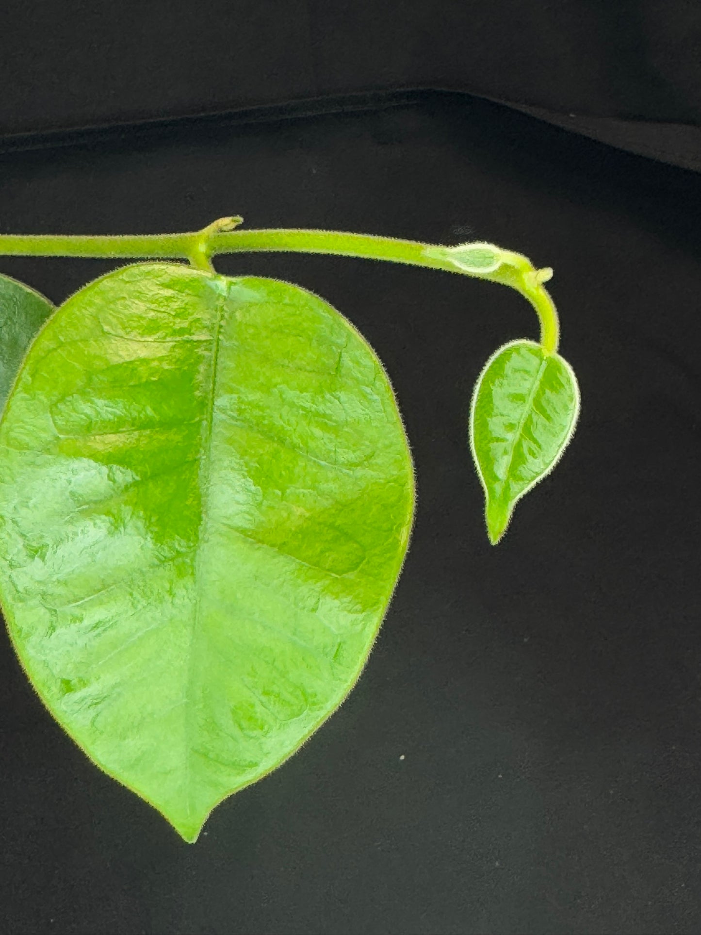 Hoya lauterbachii (Giant Wax Plant),fuzzy new leaves