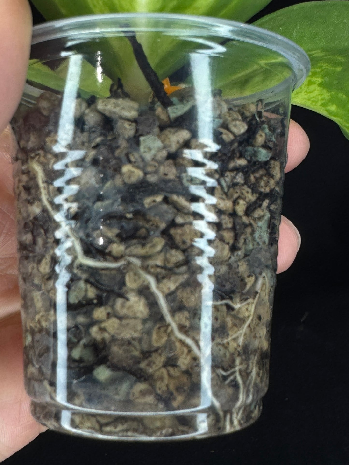 Hoya pachyclada variegata (inner), nice variegation