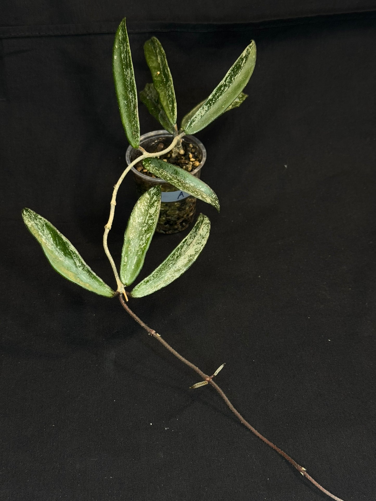 Hoya minibell splash, nice splashy leaves (#A)