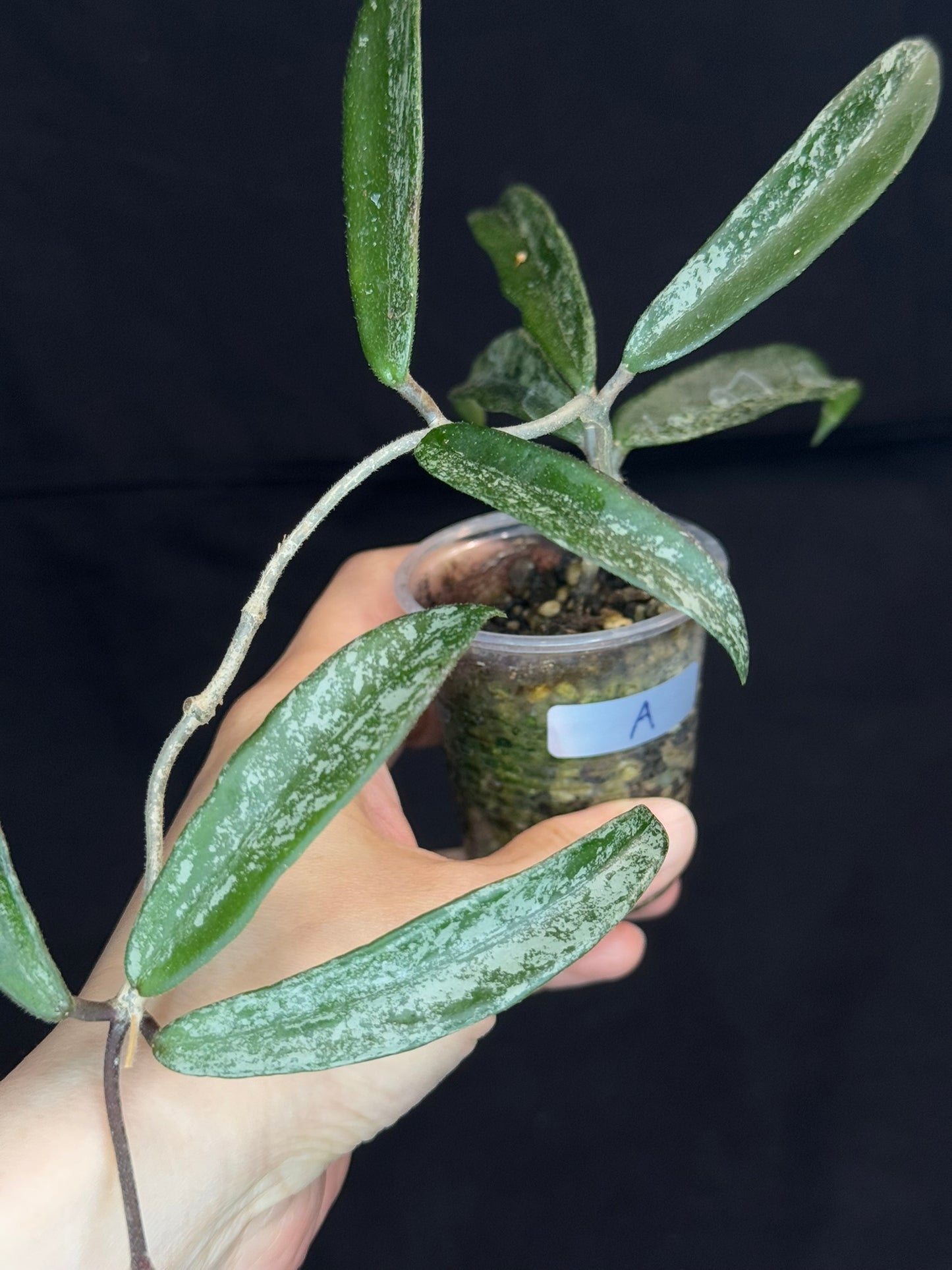 Hoya minibell splash, nice splashy leaves (#A)