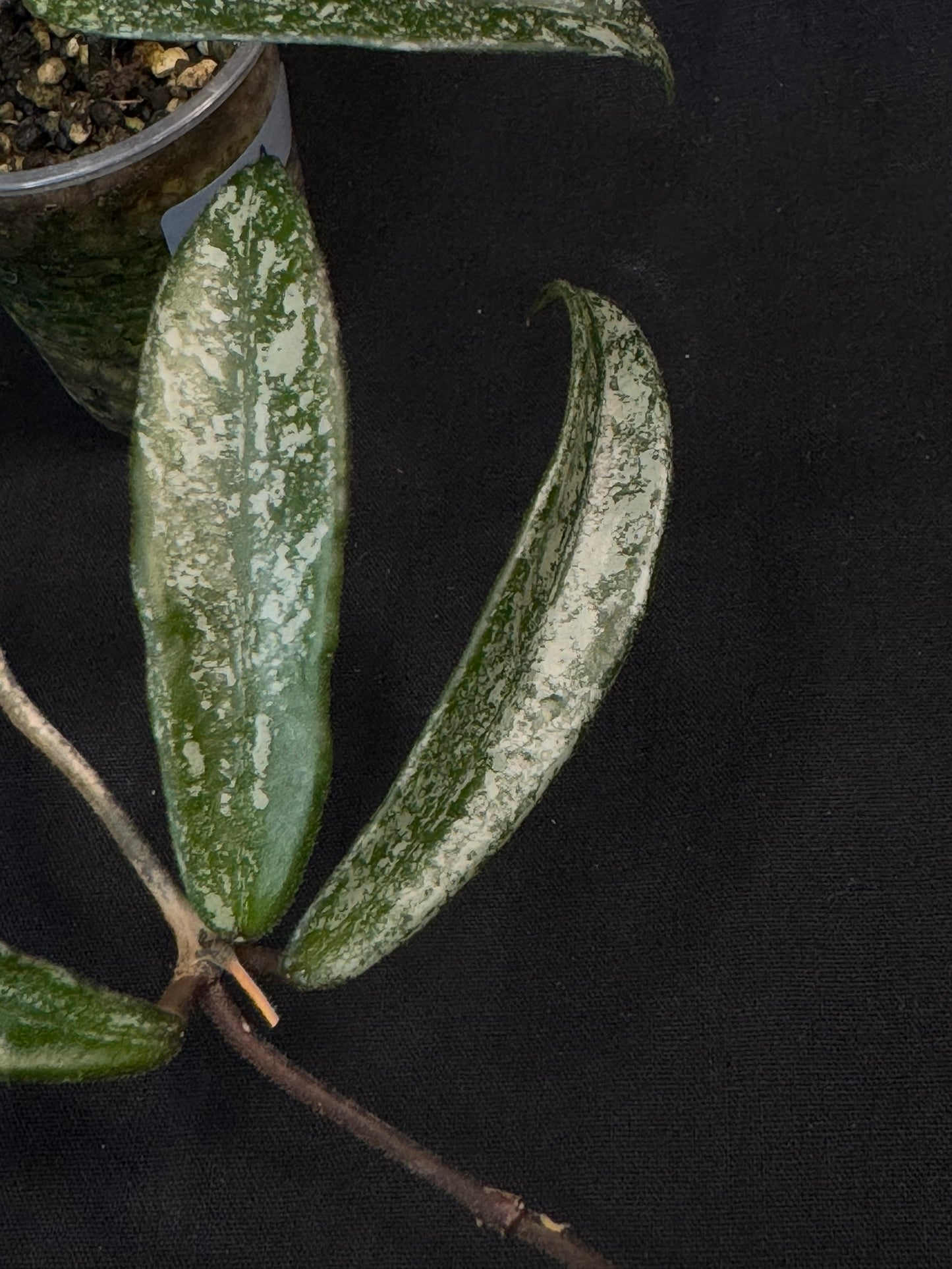 Hoya minibell splash, nice splashy leaves (#A)