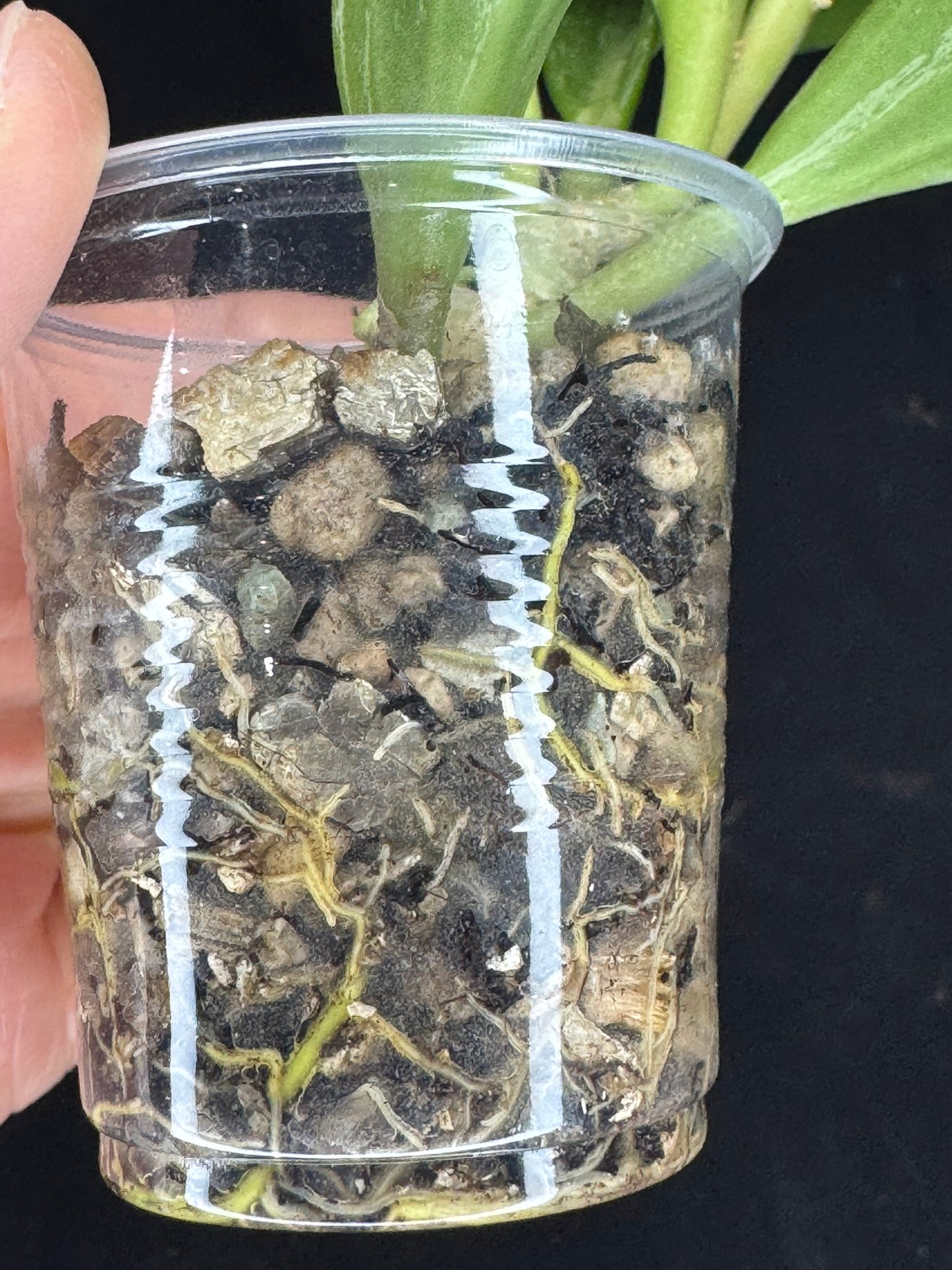 UNICORN🦄! Hoya pachyclada splash, established splashy plant with multiple leaves, rare