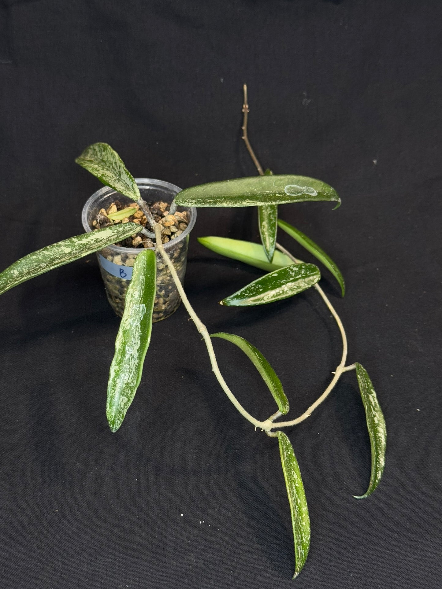 Hoya minibell splash, nice splashy leaves (#B)