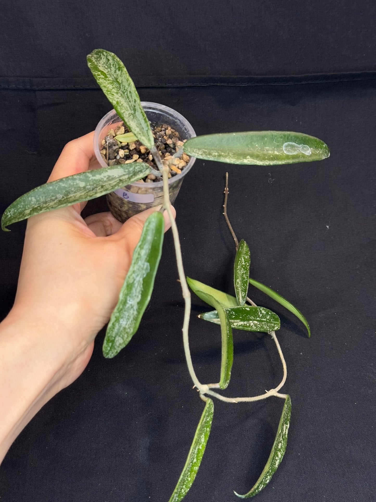 Hoya minibell splash, nice splashy leaves (#B)