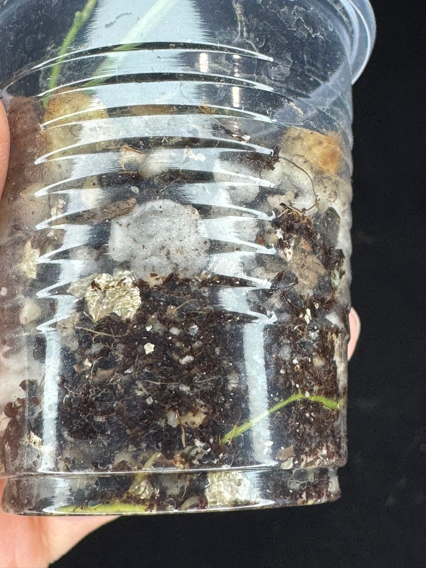 Hoya acicularis albomarginata, special leaves