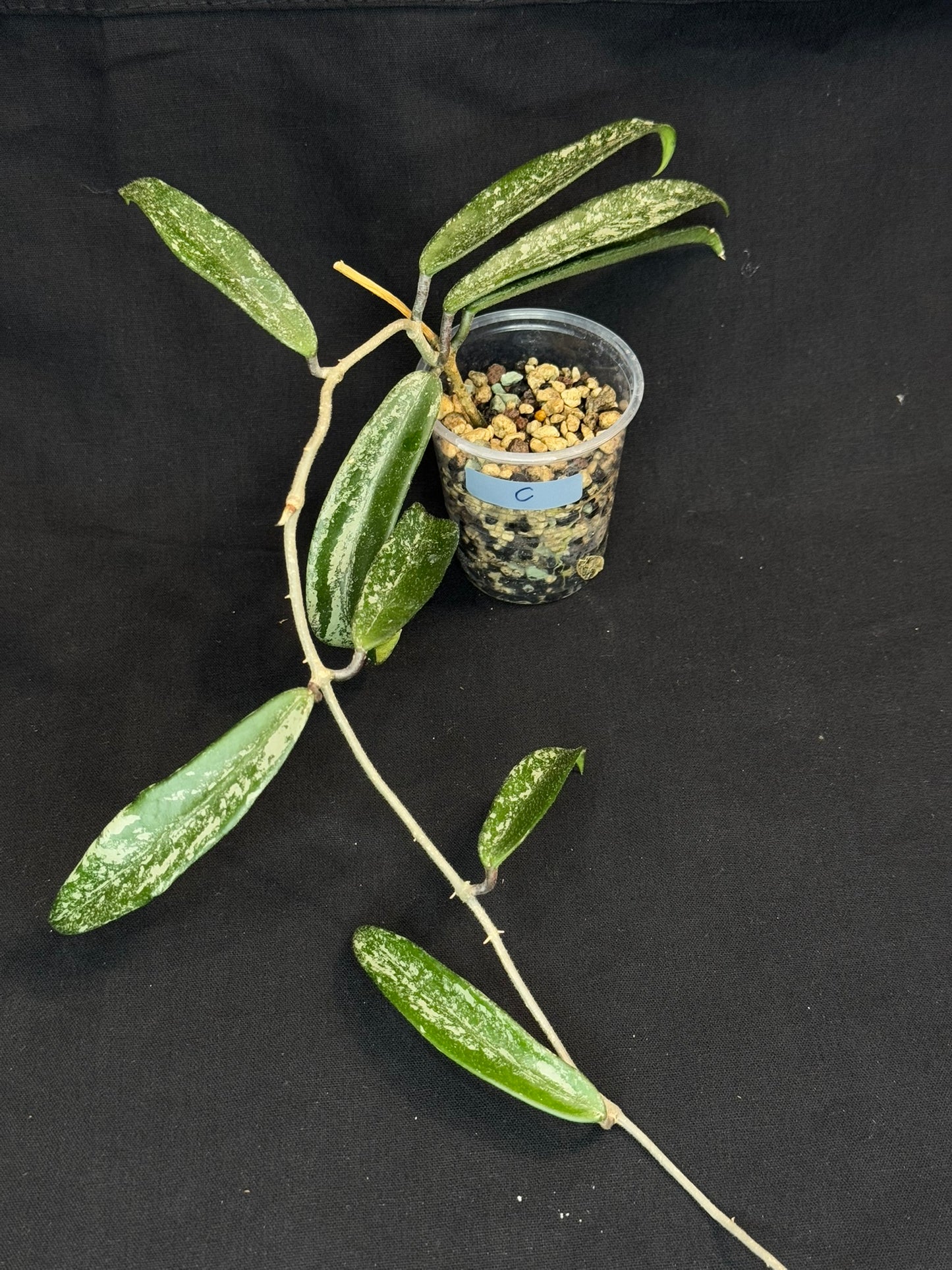 Hoya minibell splash, nice splashy leaves (#C)