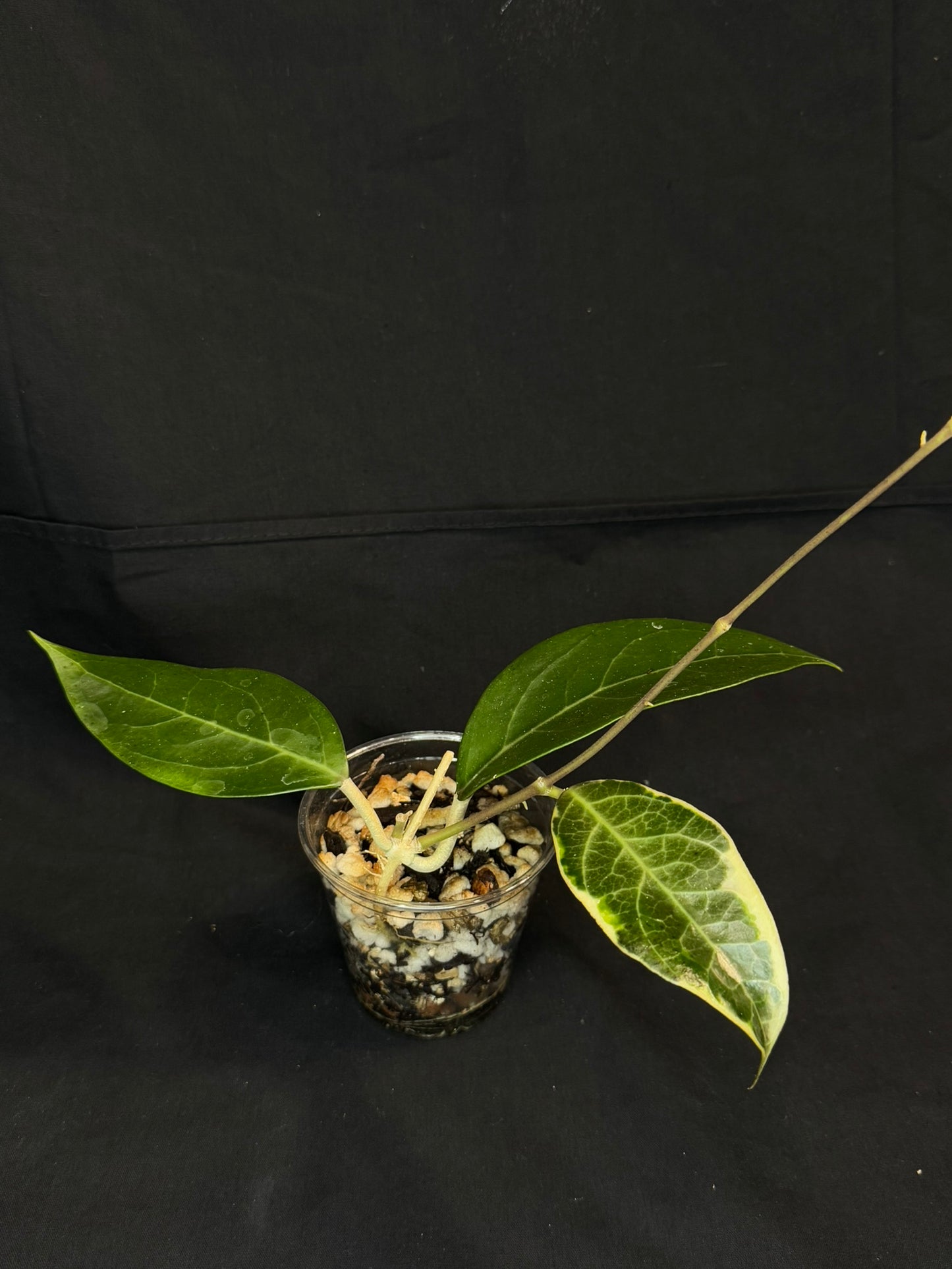 Hoya sp. Tanggamus albo-marginata, beautiful variegation