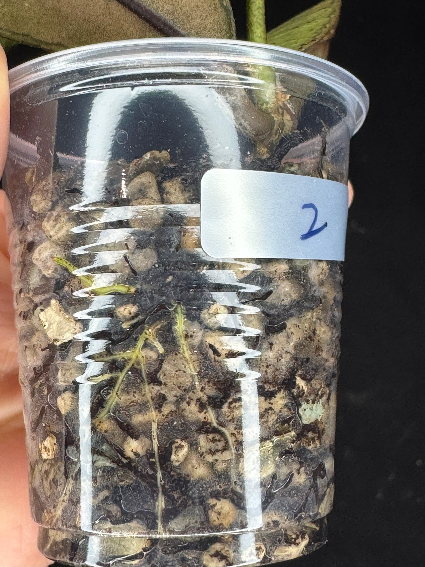 Hoya gunung gading ghost GGG (#2), nice veins and silvery/splashy leaves