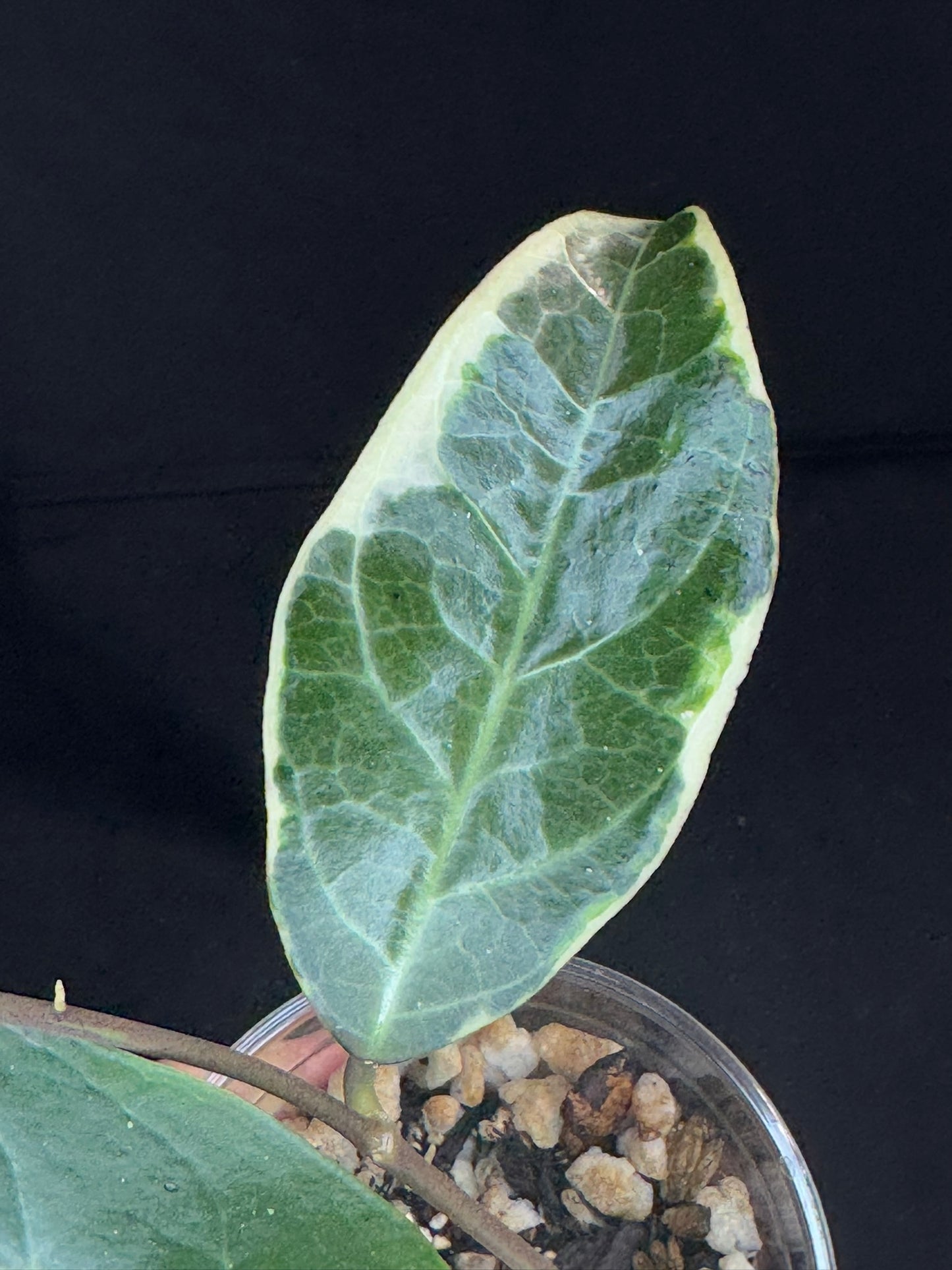Hoya sp. Tanggamus albo-marginata, beautiful variegation