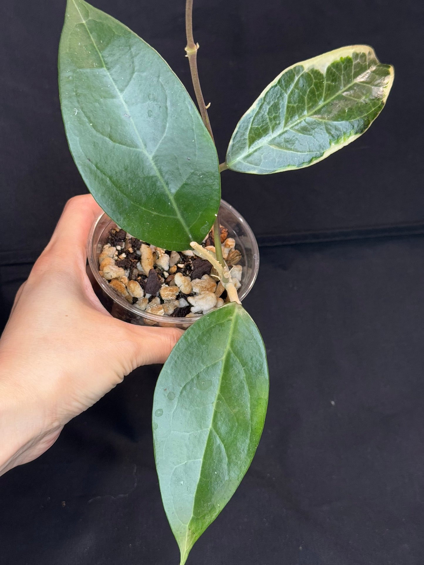 Hoya sp. Tanggamus albo-marginata, beautiful variegation