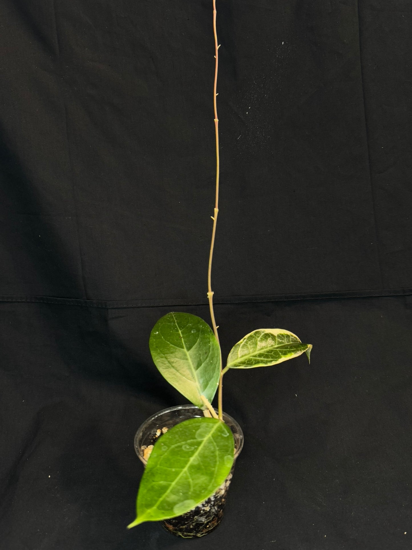 Hoya sp. Tanggamus albo-marginata, beautiful variegation
