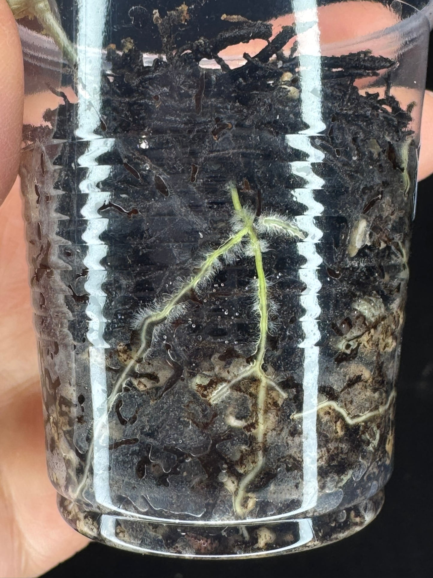 UNICORN🦄! Hoya Lai Chau Silver (#1), silvery light green leaves, rare