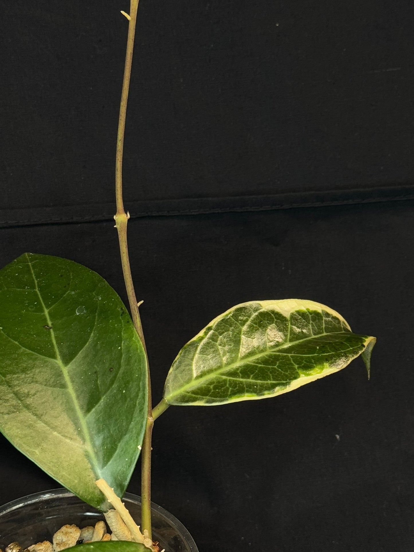 Hoya sp. Tanggamus albo-marginata, beautiful variegation