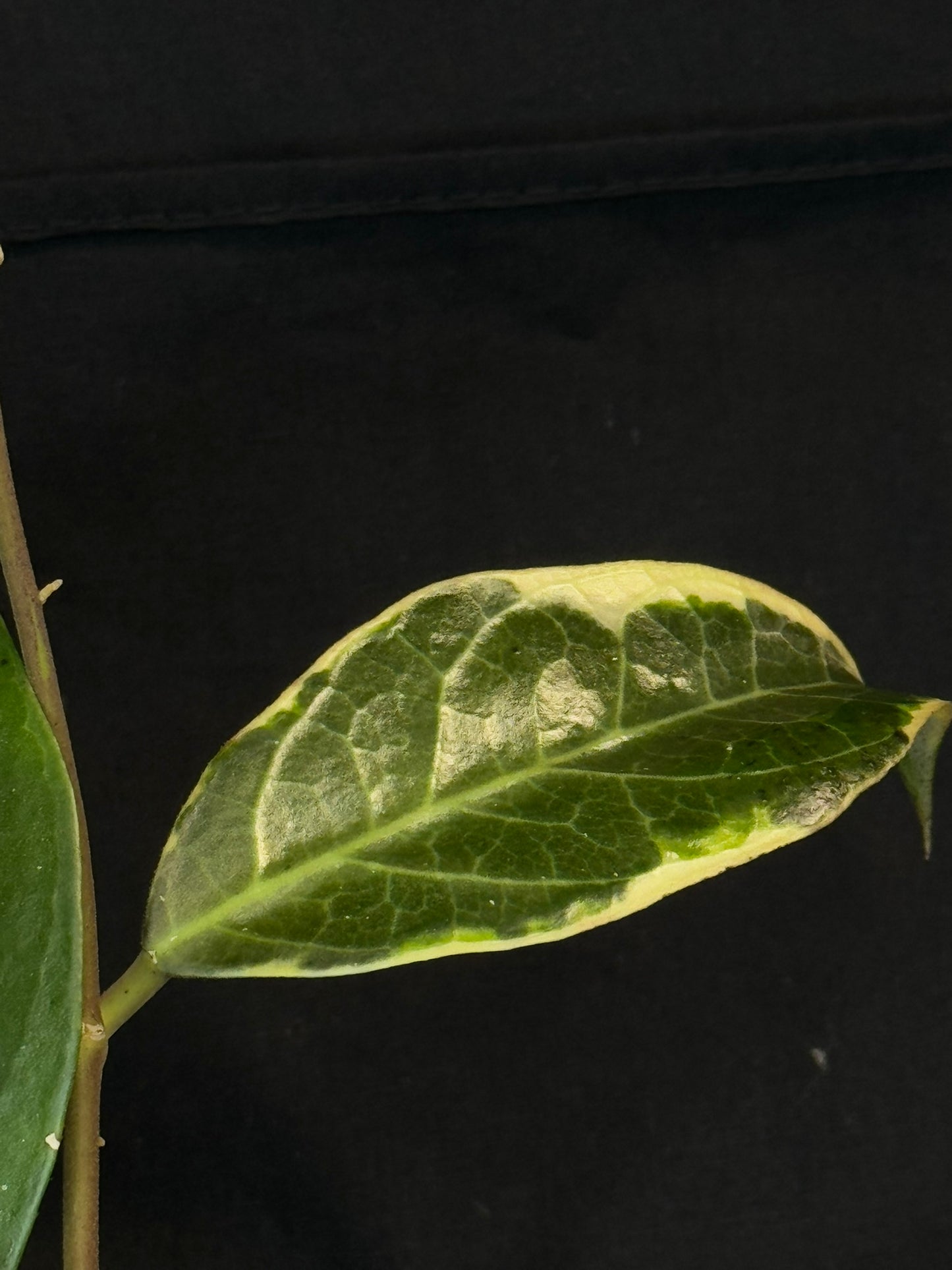 Hoya sp. Tanggamus albo-marginata, beautiful variegation