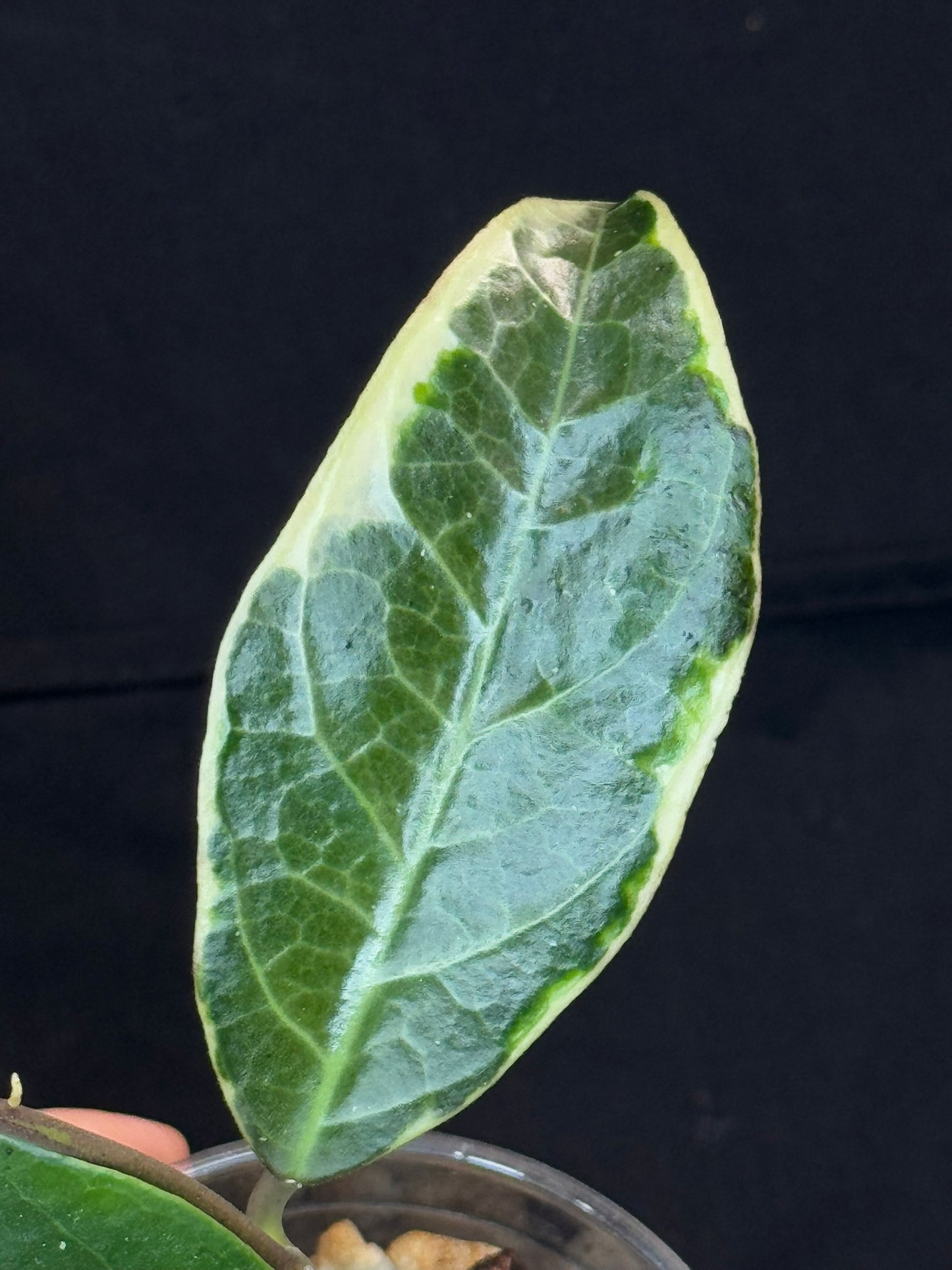 Hoya sp. Tanggamus albo-marginata, beautiful variegation