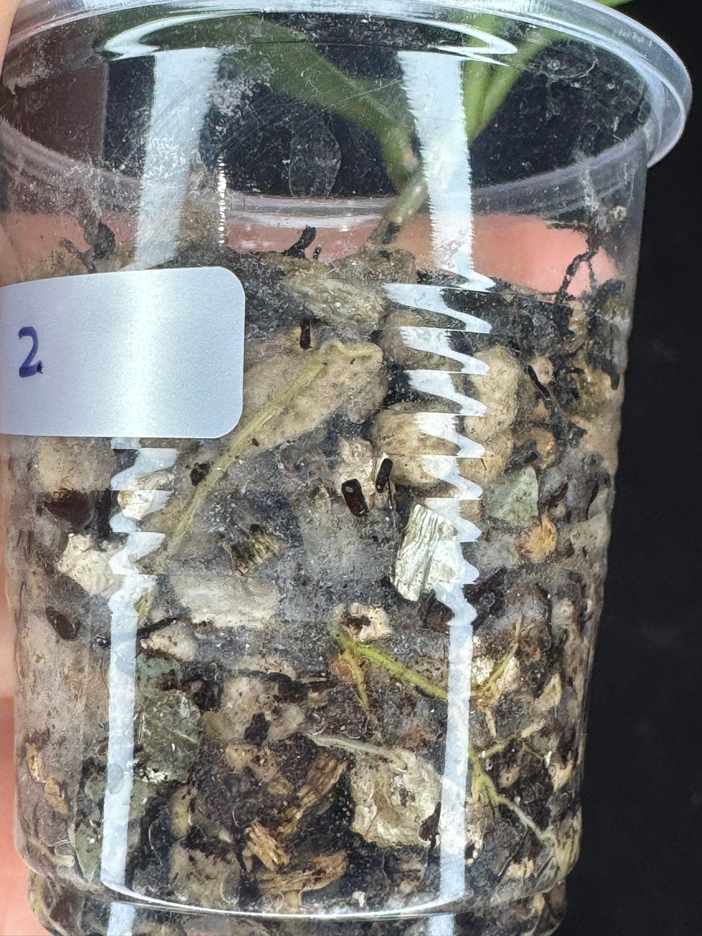 UNICORN🦄! Hoya Lai Chau Silver (#2), silvery light green leaves, rare