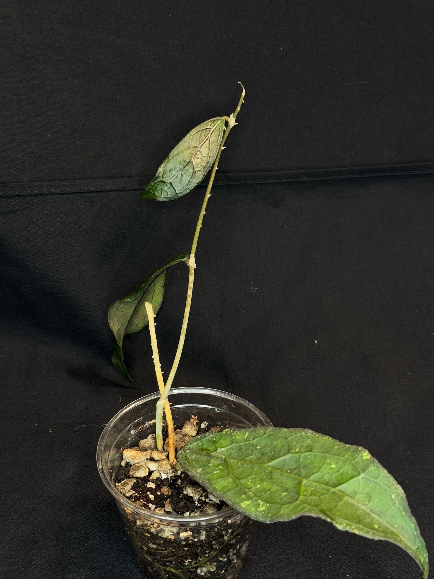 Hoya clemensiorum long leaves, beautiful prominently-veined long leaves, rare