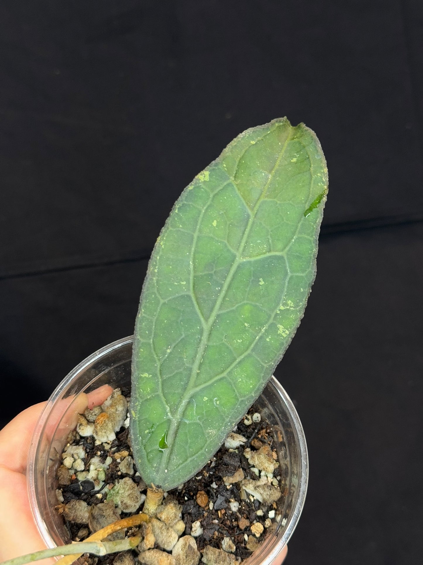 Hoya clemensiorum long leaves, beautiful prominently-veined long leaves, rare