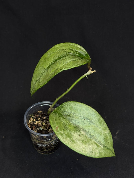 UNICORN🦄! Hoya latifolia rimba perak, speical silvery leaves, rare