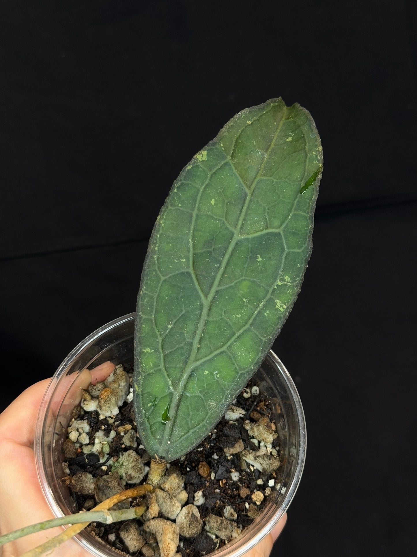 Hoya clemensiorum long leaves, beautiful prominently-veined long leaves, rare