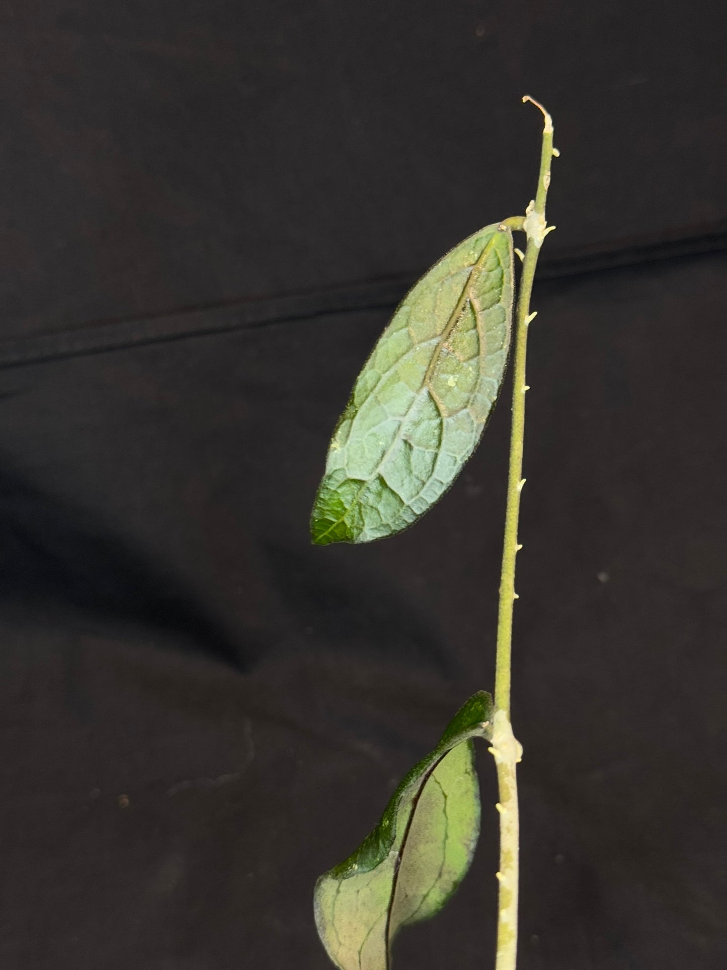 Hoya clemensiorum long leaves, beautiful prominently-veined long leaves, rare