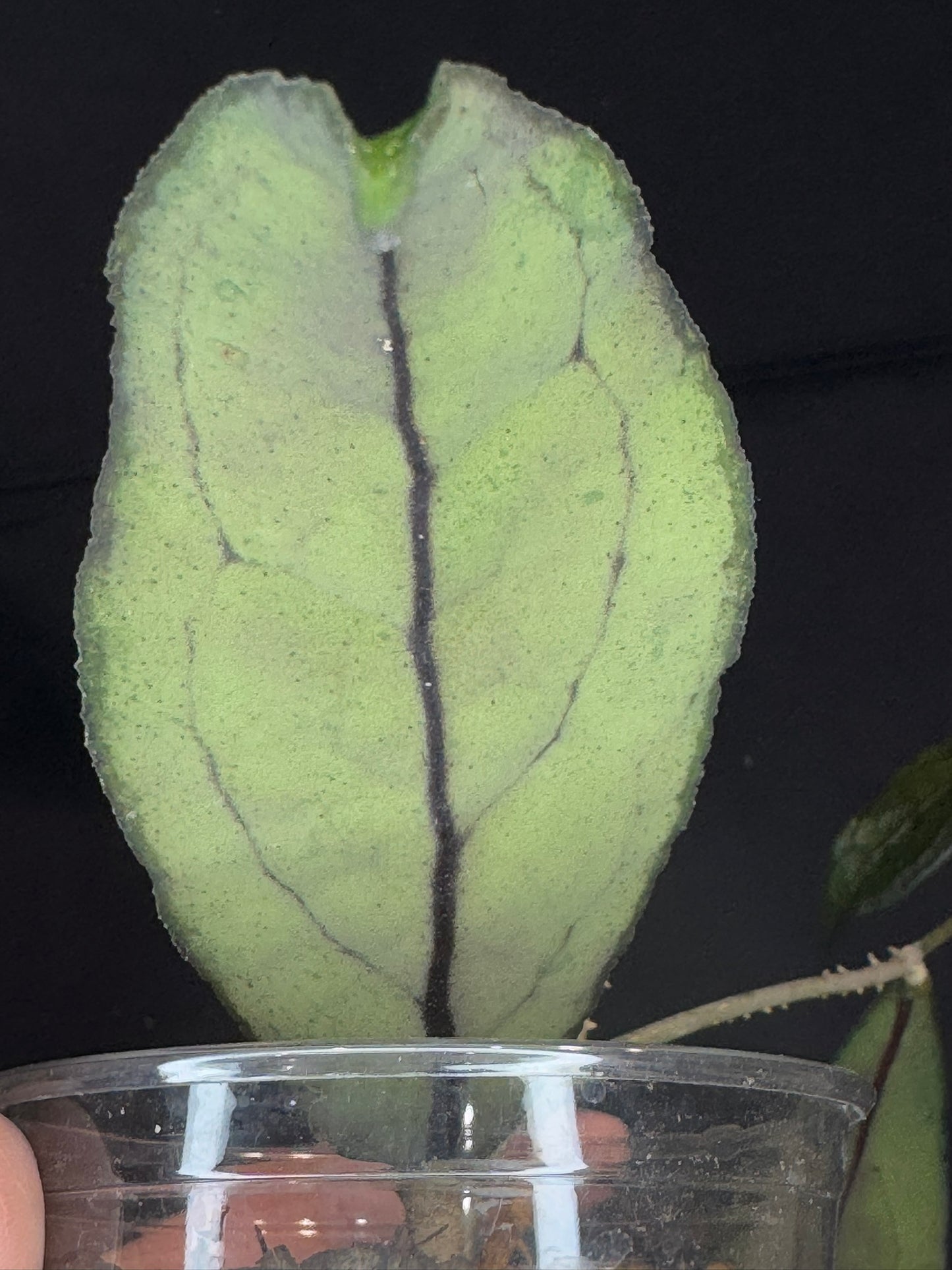 Hoya clemensiorum long leaves, beautiful prominently-veined long leaves, rare