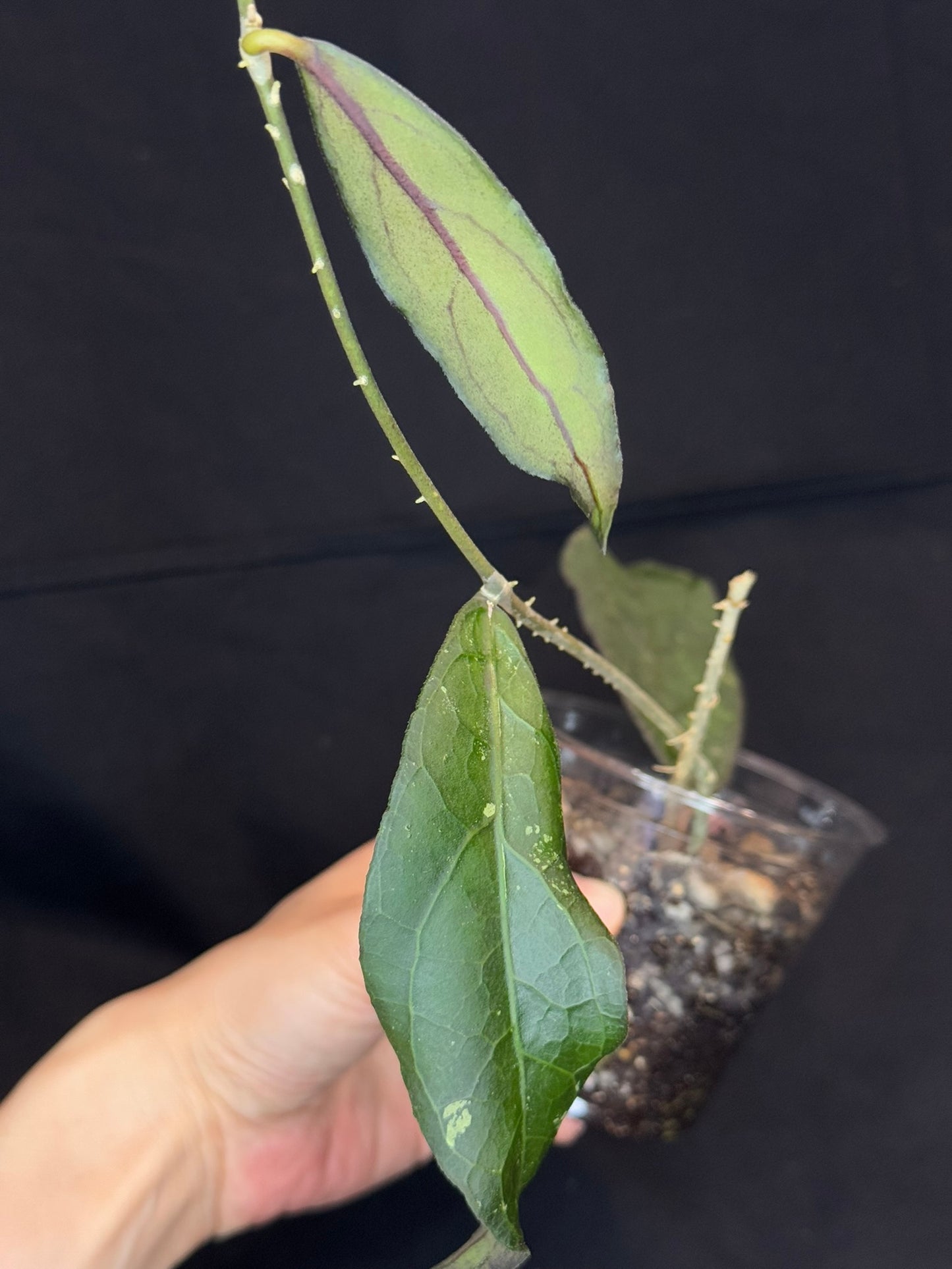 Hoya clemensiorum long leaves, beautiful prominently-veined long leaves, rare