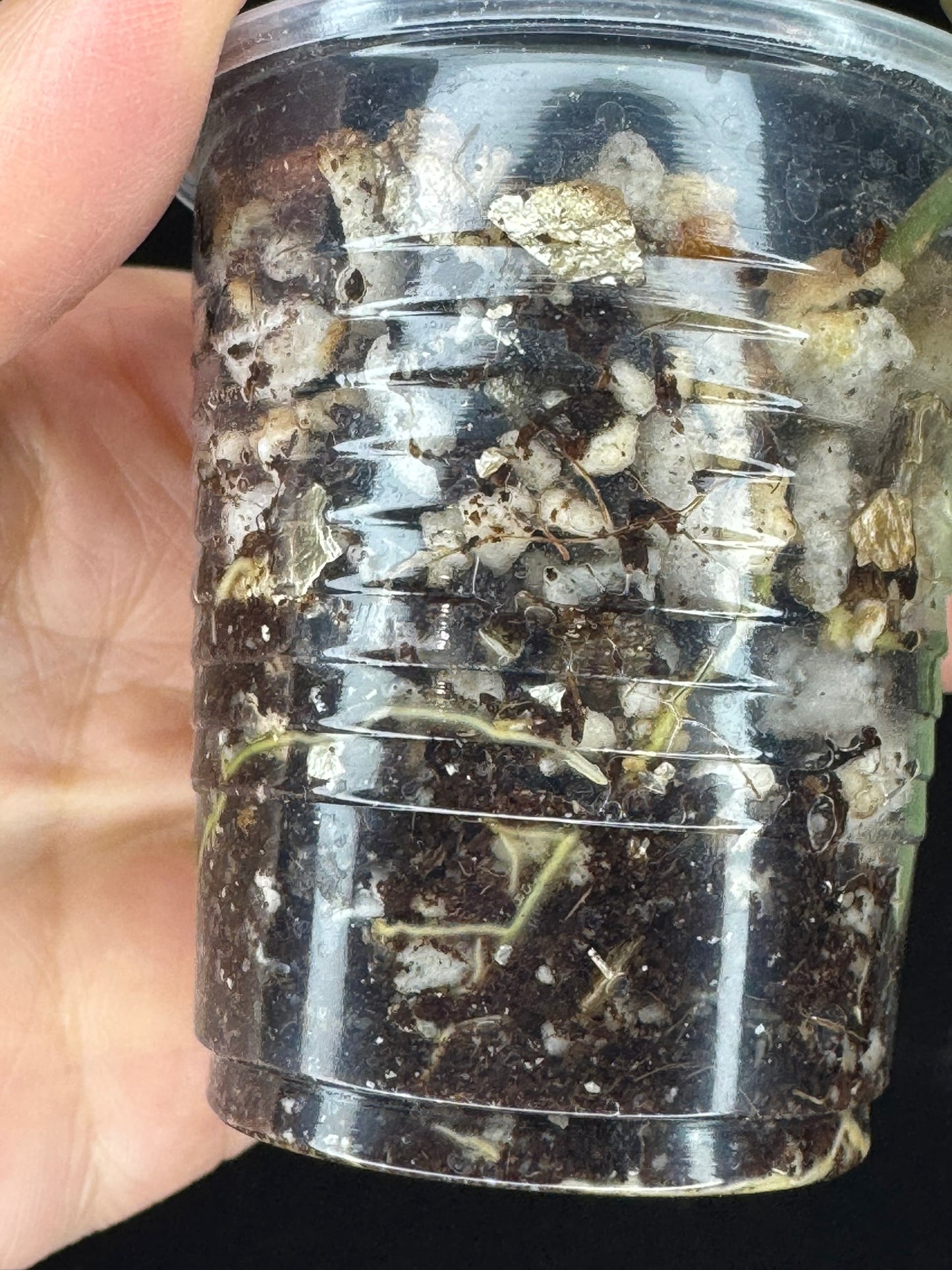 Hoya cv Meena, nice silvery leaves, rare